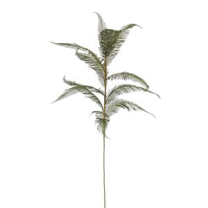 Phoenix pálmigrein - græn