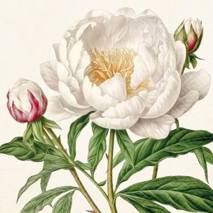 Servíettur Peonies og rós 33x33 cm