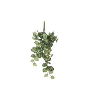 Peperomia gerviplanta, hengi - græn