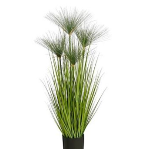 Papyrus í potti, 102 cm