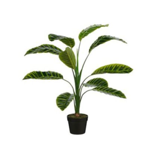 Calathea zebrina í potti, 90 cm