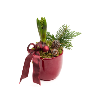 Nótt hýasintuskreyting