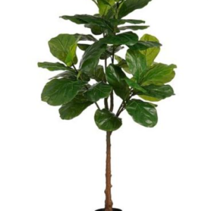 Ficus í potti 182 cm