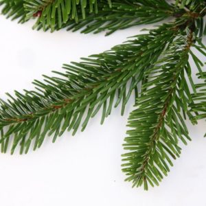 Sígrænt búnt - Nordmannsþinur