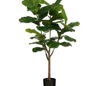 Ficus Lyrata í potti 150 cm