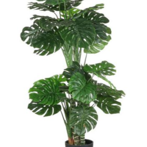 Monstera í potti H195cm