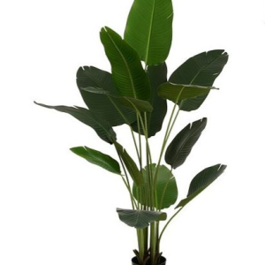 Bananatré í potti h180cm