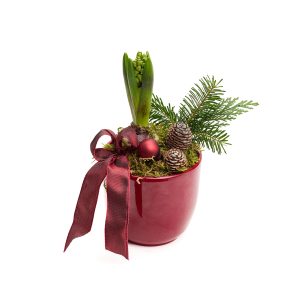 Nótt hýasintuskreyting