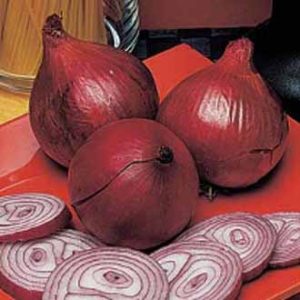 Rauðlaukur – Onion