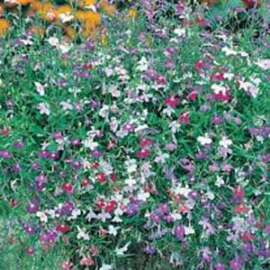 Brúðarauga – Lobelia