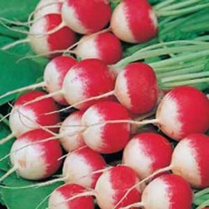 Radísur – Sparkler 3