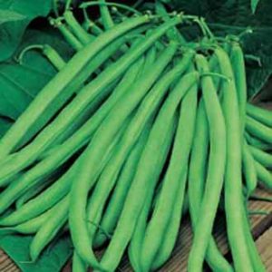 Sykurbaunir – Climbing French Bean