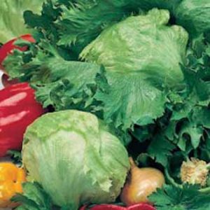 Íssalat – Iceberg 4