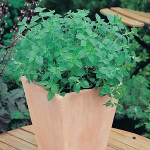 OREGANO (Greek)