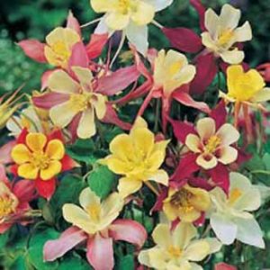 Vatnsberi – Mackana giant mixed