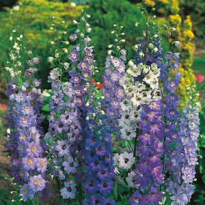 Riddaraspori – Delphinium