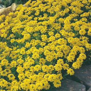 Bergnál – Alyssum Gold Dust