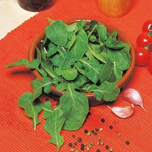 Klettasalat – Rocket