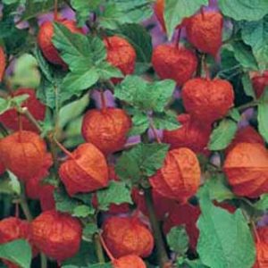 Blöðruber - Chinese Lanterns Physalis