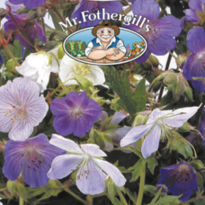 Blágresi – RSPB Geranium (Hardy) pratense