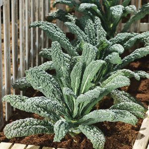 Svartkál – Nero di Toscana