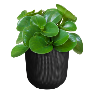 Jazz pottur round - svartur