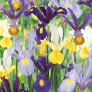 Iris Hollandica mixed, 10 stk