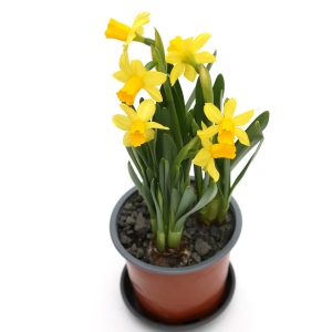 Mini páskalilja (Tete)