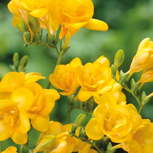 Freesia Double Yellow, 10 stk