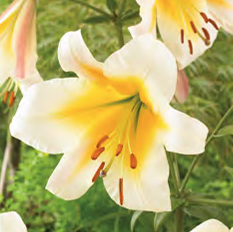 Lilium Miss Peculiar, 1 stk