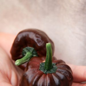 Havannapeppar Habanero Chocol