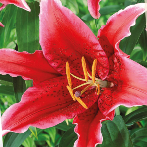 Lilium Red Flash, 1 stk