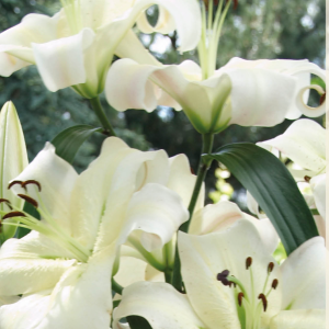 Lilium Pretty Woman, 1 stk