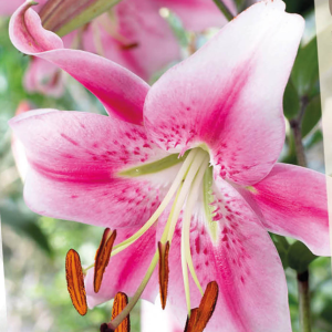 Lilium Anastasia XL, 1 stk