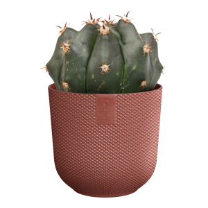 Jazz mini plastpottur - rauður