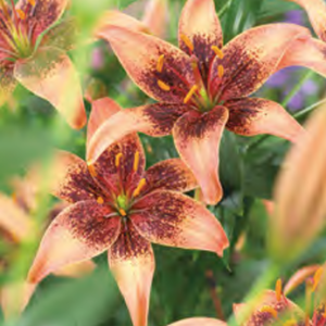 Lilium Whistler, 3 stk