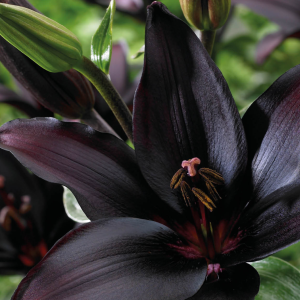 Lilium Landini, 1 stk