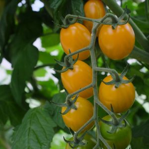 Tómatur Krebs Honey Plum F1