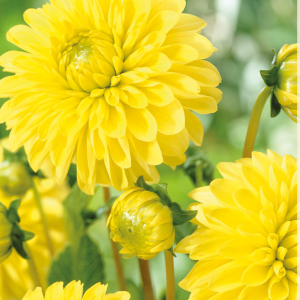 Dahlia Golden Torch, 1 stk