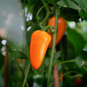 Sweet pepper - Hamik