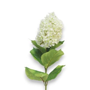 Hortensía Microphila 85cm - kremuð