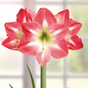Amaryllis Exposure, 1 stk