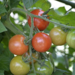 Tómatur Krebs Salinas F1