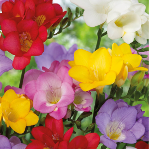 Freesia Single Mixed 10stk