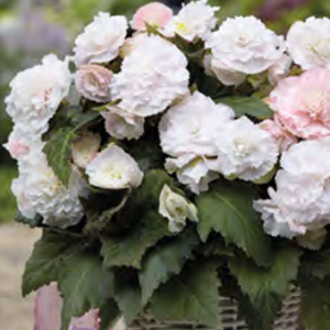 Begonia Wummi Apfelblute, 2 stk