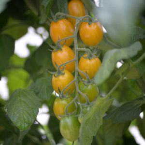 Tómatur Krebs Mandarina F1