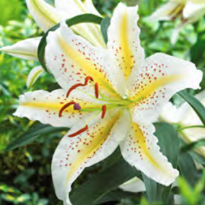 Lilium Gold Band, 1 stk