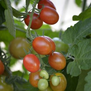 Tómatur Krebs Aura F1