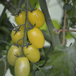 Tómatur Krebs Lemon Drops F1