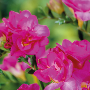 Freesia Double Pink, 10 stk